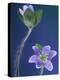 Round-Lobed Hepatica Bud and Fleur, Lapeer, Michigan, USA-Claudia Adams-Premier Image Canvas