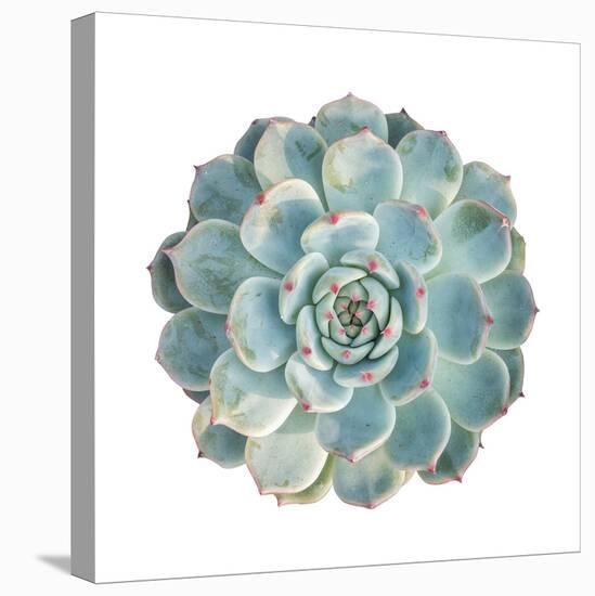 Round Succulent Top Isolated on White Background-kenny001-Stretched Canvas