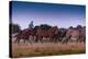 Round Up At Dawn-Steve Gadomski-Premier Image Canvas