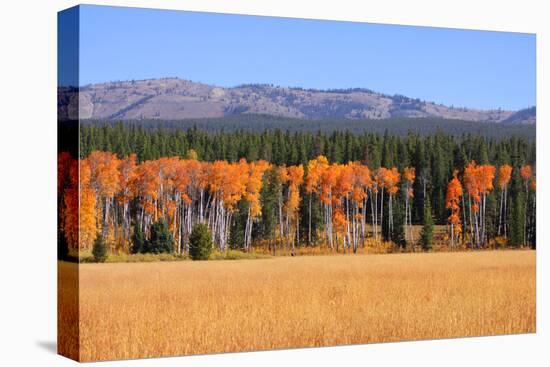 Row of Aspen Trees and Pine Trees-SNEHITDESIGN-Premier Image Canvas