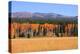 Row of Aspen Trees and Pine Trees-SNEHITDESIGN-Premier Image Canvas