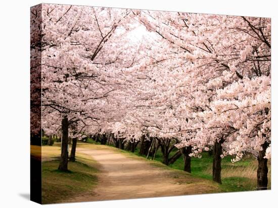 Row of Cherry Trees-null-Premier Image Canvas