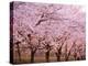 Row of Cherry Trees-null-Premier Image Canvas