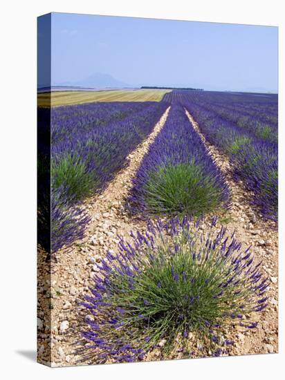 Row of Cultivated Lavender in Field in Provence, France. June 2008-Philippe Clement-Premier Image Canvas