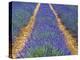 Row of Cultivated Lavender in Flower, Provence, France. June 2008-Philippe Clement-Premier Image Canvas