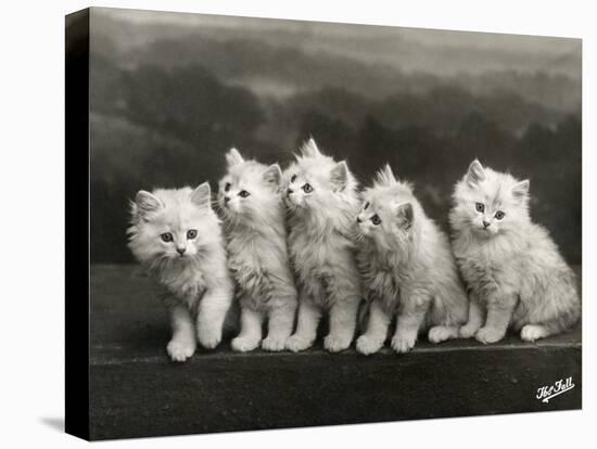 Row of Five Adorable White Fluffy Chinchilla Kittens-Thomas Fall-Premier Image Canvas
