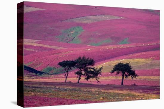 Row of Larch trees on flowering heather moorland, Scotland-Laurie Campbell-Premier Image Canvas