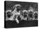 Row of Mastiff Puppies Owned by Oliver-Thomas Fall-Premier Image Canvas