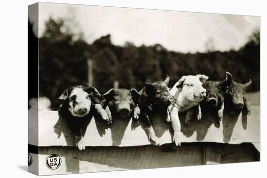 Row of Pigs Resting on Fence-null-Premier Image Canvas