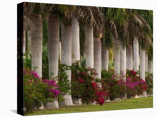 Row of Stately Cuban Royal Palms, Bougainvilleas Flowers, Miami, Florida, USA-Adam Jones-Premier Image Canvas