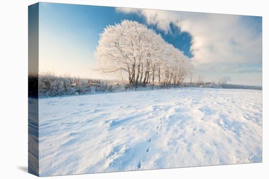 Row of trees, after hoar frost, nr Bradworthy, Devon, UK-Ross Hoddinott-Premier Image Canvas