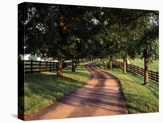 Row of Trees and Country Lane at Dawn, Bluegrass Region, Kentucky, USA-Adam Jones-Premier Image Canvas