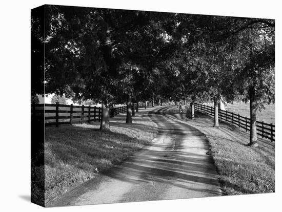 Row of Trees and Country Lane at Dawn, Bluegrass Region, Kentucky, USA-Adam Jones-Premier Image Canvas