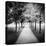 Row of Trees in a Park-Craig Roberts-Premier Image Canvas