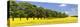 Row of Trees in a Rape Field, Baden-Wurttemberg, Germany-null-Stretched Canvas