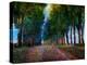 Row of Trees Provence-Chris Vest-Stretched Canvas