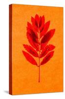Rowan Leaves-Graeme Harris-Premier Image Canvas