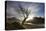 Rowan Tree Silhouetted Above Loch Lurgainn with Cul Mor (Left) and Ben More Coigach Beyond, UK-Mark Hamblin-Premier Image Canvas