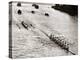 Rowing, Oxford V Cambridge Boat Race, 1928-null-Premier Image Canvas