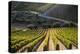 Rows of Grape Vines Ripening in the Sun at a Vineyard in the Alto Douro Region, Portugal, Europe-Alex Treadway-Premier Image Canvas