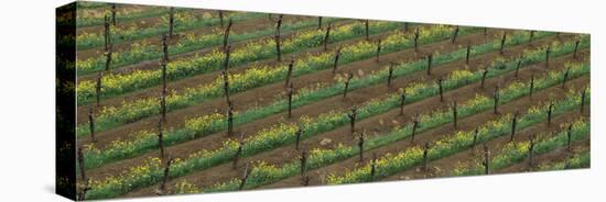 Rows of grape vines with mustard in bloom-null-Premier Image Canvas