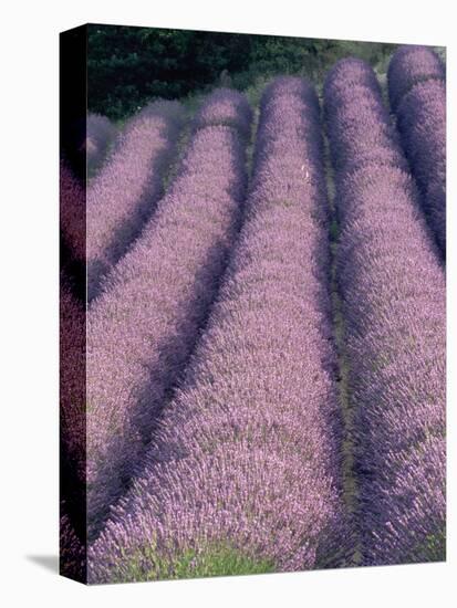 Rows of Lavender in Bloom-Owen Franken-Premier Image Canvas