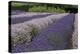 Rows of Lavender in Field with Sunflowers, Sequim, Washington, USA-Merrill Images-Premier Image Canvas