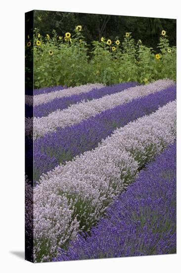 Rows of Lavender in Field with Sunflowers, Sequim, Washington, USA-Merrill Images-Premier Image Canvas