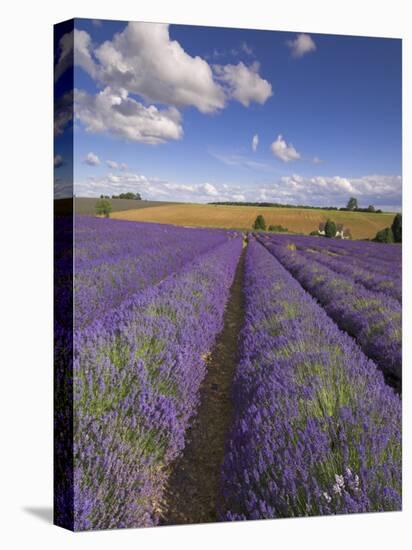 Rows of Lavender Plants, Broadway, Worcestershire, Cotswolds, England, UK-Neale Clarke-Premier Image Canvas