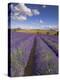 Rows of Lavender Plants, Broadway, Worcestershire, Cotswolds, England, UK-Neale Clarke-Premier Image Canvas