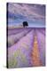 Rows Of Lavender-Michael Blanchette Photography-Stretched Canvas