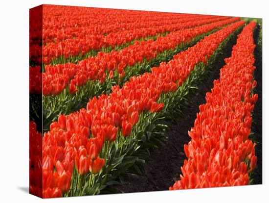 Rows of Red Tulips in Bloom in Skagit Valley-Terry Eggers-Premier Image Canvas