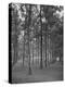 Rows of Trees-David Scherman-Premier Image Canvas