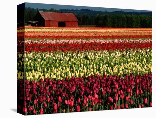 Rows of Tulips at DeGoede's Bulb Farm-John McAnulty-Premier Image Canvas