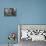 Roy Takeno's Desk, Manzanar Relocation Center-Ansel Adams-Stretched Canvas displayed on a wall