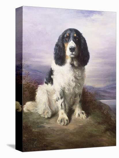 Royal, a Tri-Colour Working Springer Spaniel-Lilian Cheviot-Premier Image Canvas