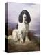 Royal, a Tri-Colour Working Springer Spaniel-Lilian Cheviot-Premier Image Canvas