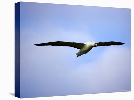 Royal Albatross, Dunedin, South Island, New Zealand-David Wall-Premier Image Canvas