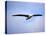 Royal Albatross, Dunedin, South Island, New Zealand-David Wall-Premier Image Canvas