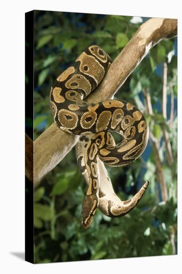 Royal Ball Python-null-Premier Image Canvas