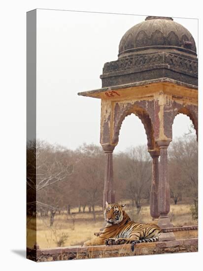 Royal Bengal Tiger At The Cenotaph, Ranthambhor National Park, India-Jagdeep Rajput-Premier Image Canvas