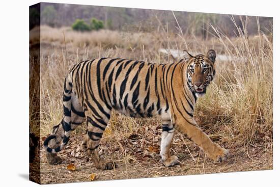 Royal Bengal Tiger in Grassland, Tadoba Andheri Tiger Reserve, India-Jagdeep Rajput-Premier Image Canvas