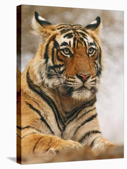 Royal Bengal Tiger Watching, Ranthambhor National Park, India-Jagdeep Rajput-Premier Image Canvas