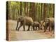 Royal Bengal Tiger Watching, Ranthambhor National Park, India-Jagdeep Rajput-Premier Image Canvas