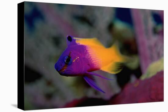 Royal Gramma or Fairy Basslet. (Gramma Loreto) Caribbean-Reinhard Dirscherl-Premier Image Canvas