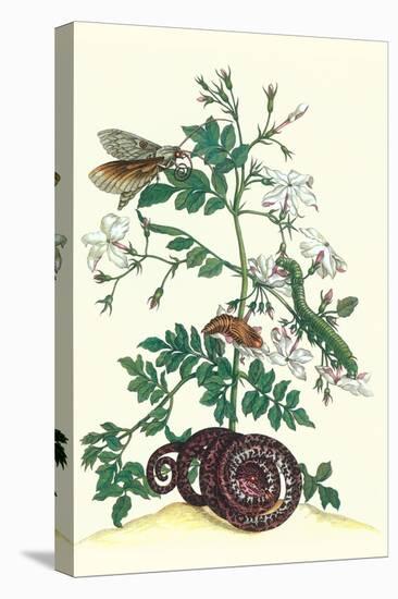 Royal Jasmine with an Amazon Tree Boa and an Ello Sphinx Moth-Maria Sibylla Merian-Stretched Canvas