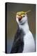 Royal Penguin-AndreAnita-Premier Image Canvas