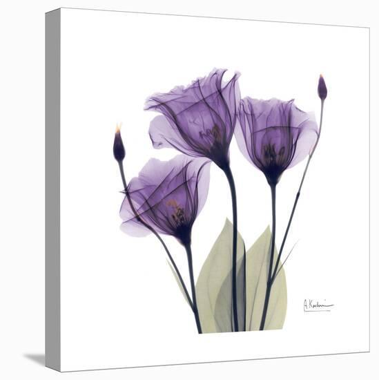Royal Purple Gentian Trio-Albert Koetsier-Stretched Canvas