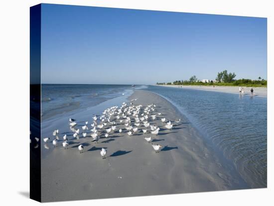 Royal Tern Birds on Beach, Sanibel Island, Gulf Coast, Florida-Robert Harding-Premier Image Canvas