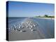 Royal Tern Birds on Beach, Sanibel Island, Gulf Coast, Florida-Robert Harding-Premier Image Canvas